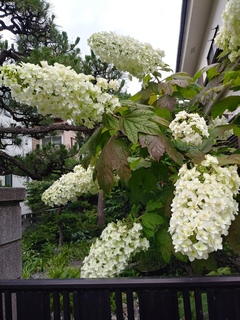 IMG01784_HDR.jpg