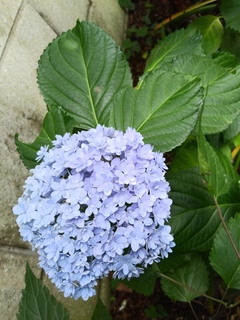 IMG01859.jpg