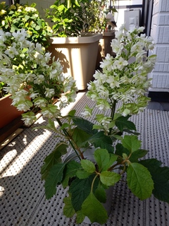 IMG01911.jpg