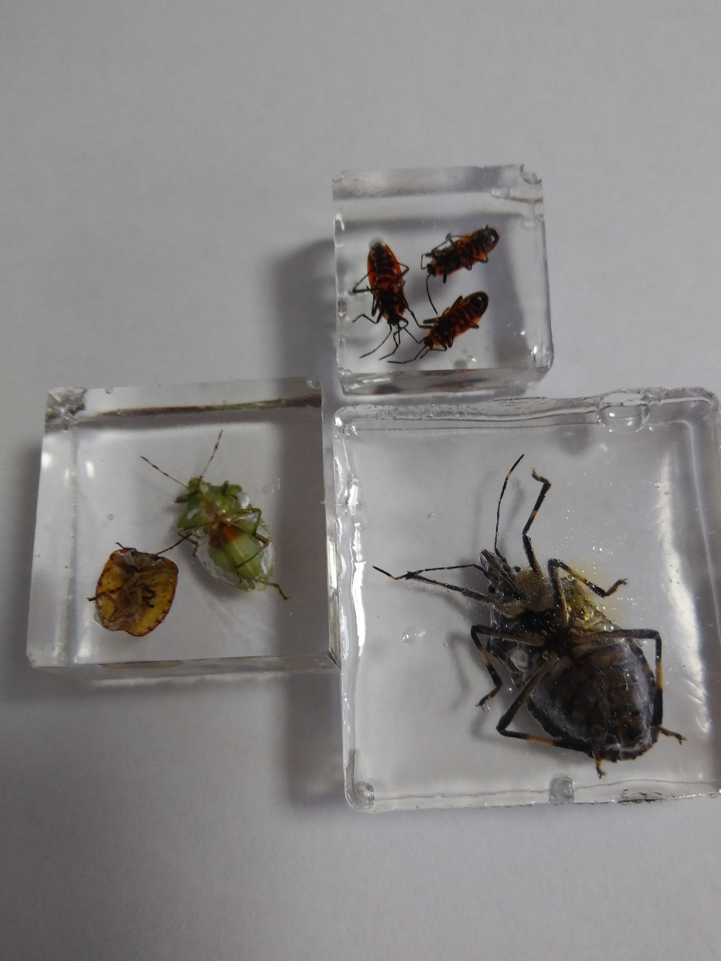 昆虫の樹脂標本を作ってみました 手作り Toy Box