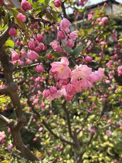 IMG_4464.JPG